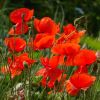 Mohn