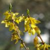 Forsythien