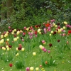 Tulpenwiese