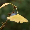 Ginkgo