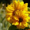 Sonnenblüten