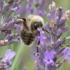 Biene im Wind