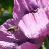 Biene auf Schlafmohn