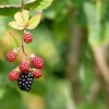 Himbeeren