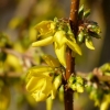 Forsythien