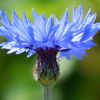 Kornblume