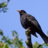 Amsel