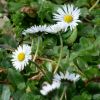 Gänseblümchen