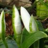 Knospen vom Schneeglöckchen