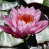 Seerose