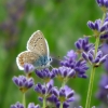 Bläuling auf Lavendel