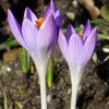 Krokusse