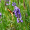 Kleiner Fuchs auf Lavendel
