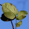Rosenblätter