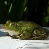 Frosch