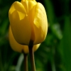 Tulpen