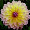 Dahlie