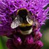 Hummel