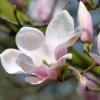 Magnolie