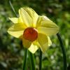 Narzisse