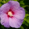 Hibiskus