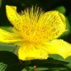 Johanniskrautblüte