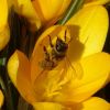 Biene im Krokus