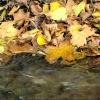 Blätter am Fluss