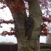 Baum