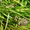 Frösche