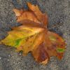 Blatt