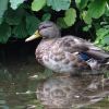 Ente