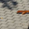 Eichhörnchen auf dem Einstellplatz