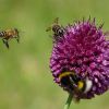 Zierlauch mit Hummel und Bienen