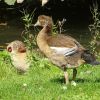 Junge Nilgänse bekommen ihr Gefieder
