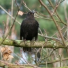 Amsel