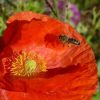Mohn und Biene mit Schatten