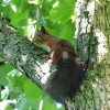Eichhörnchen