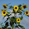 Sonnenblumen