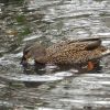 Ente