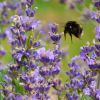 Lavendel Und Hummel