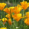 Kalifornischer Mohn