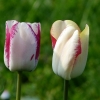 Zwei Tulpen