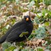 Amsel
