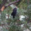 Amsel