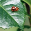 Marienkäfer