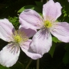 Clematis