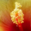 Hibiskus