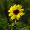 Sonnenblume