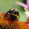 Hummel